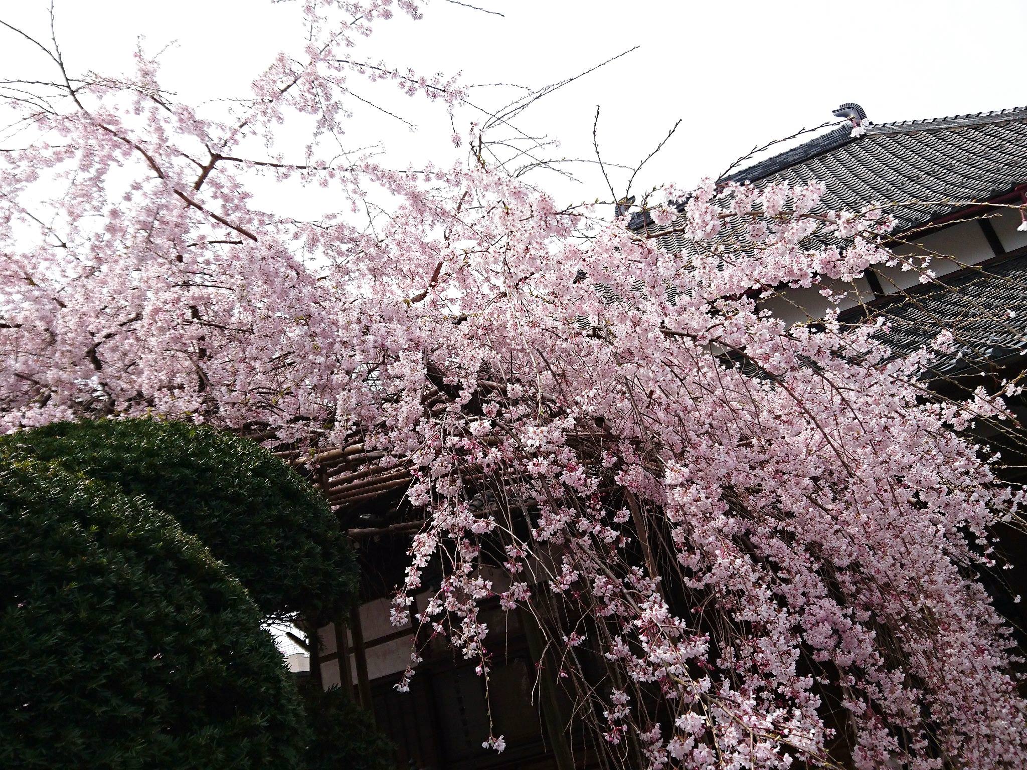 新年のごあいさつ